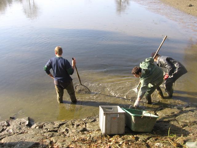 10-vylov-rybnika-29.10.2010 240